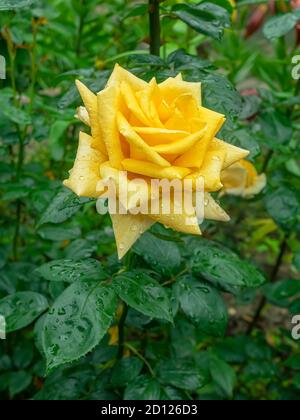 Einzelne gelbe Rose nasse Blume auf dem Blumenbeet Hintergrund, Nahaufnahme Stockfoto