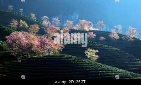 Kirschpflaume blüht auf dem sapa Oolong-Teehügel Stockfoto