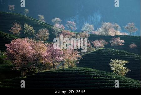 Kirschpflaume blüht auf dem sapa Oolong-Teehügel Stockfoto