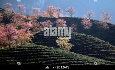 Kirschpflaume blüht auf dem sapa Oolong-Teehügel Stockfoto