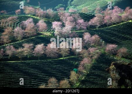 Kirschpflaume blüht auf dem sapa Oolong-Teehügel Stockfoto