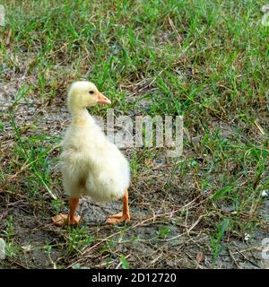 Ein junger Gelbküken spaziert auf dem Gras. Stockfoto