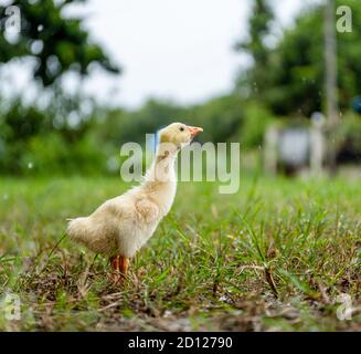 Ein junger Gelbküken spaziert auf dem Gras. Stockfoto