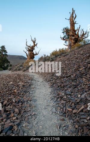 Der alte Kiefernwald Bristlecone beherbergt einige der ältesten Bäume der Welt. Es liegt auf dem White Mountain in Inyo County, CA, USA. Stockfoto