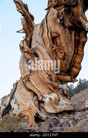 Der alte Kiefernwald Bristlecone beherbergt einige der ältesten Bäume der Welt. Es liegt auf dem White Mountain in Inyo County, CA, USA. Stockfoto