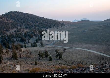 Der alte Kiefernwald Bristlecone beherbergt einige der ältesten Bäume der Welt. Es liegt auf dem White Mountain in Inyo County, CA, USA. Stockfoto