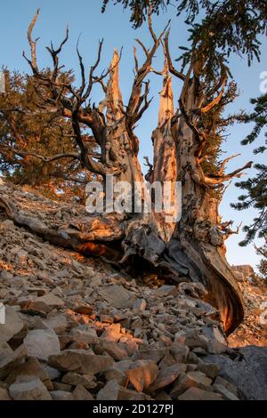 Der alte Kiefernwald Bristlecone beherbergt einige der ältesten Bäume der Welt. Es liegt auf dem White Mountain in Inyo County, CA, USA. Stockfoto