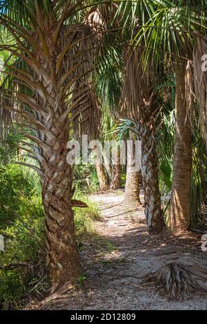 Palmen entlang eines Pfades am See im Kathryn Abbey Hanna Park, einem Park am Meer in Jacksonville, Florida. (USA)