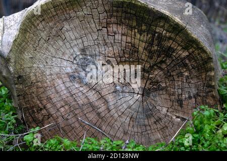 Ein Stück Holz natürlichen Hintergrund, alte gesägte Ulme liegt auf dem grünen Gras Stockfoto