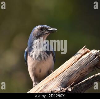 Ein kalifornischer Scrub jay (Aphelocoma californica) Auf einem sonnigen Baumzweig Stockfoto