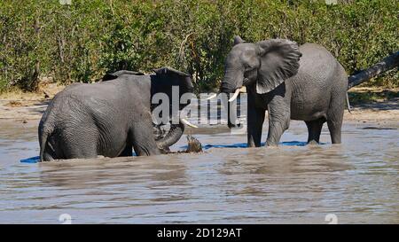 Konfrontation zweier männlicher afrikanischer Elefanten (loxodonta) in einem Wasserloch im Moremi Wildreservat bei Maun, Okavango Delta, Botswana, Afrika. Stockfoto