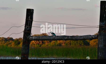 Kleiner Waldeisvogel (halcyon senegalensis) mit blauem Gefieder, der auf einem Holzzaun im Thamakalane River steht. Stockfoto