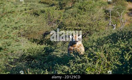 Niedliche angolanische Giraffe (Giraffa camelopardalis angolensis, namibische Giraffe) mit Blick auf den Hügel zwischen Bäumen, im Buschland bei Windhoek, Namibia. Stockfoto