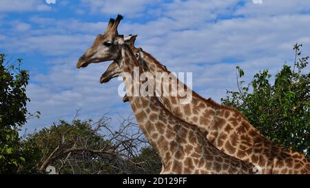 Gruppe von drei angolanischen Giraffen (Giraffa camelopardalis angolensis, namibische Giraffe), die nebeneinander mit verschobenen Köpfen im Chobe National Park stehen. Stockfoto