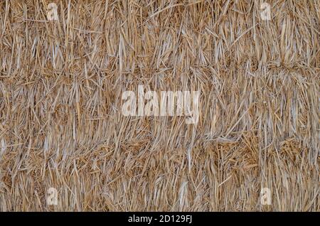 Die Textur von trockenem Stroh in rechteckigen Ballen. Nahaufnahme von rechteckigen Strohballen. Natürlicher Multitasking-Hintergrund. Landwirtschaft und Agrarwirtschaft. Stockfoto