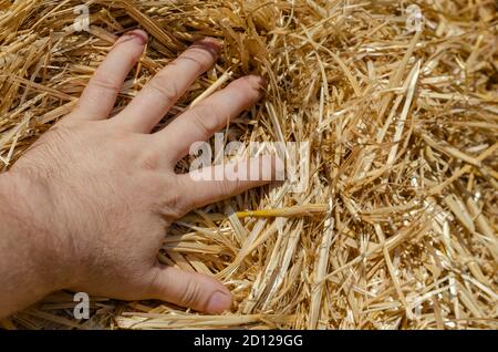 Männliche Hand ruht auf einem Heuhaufen. Nahaufnahme einer erwachsenen männlichen Palme auf gelbem trockenem Heu. Speicherplatz kopieren. Stockfoto