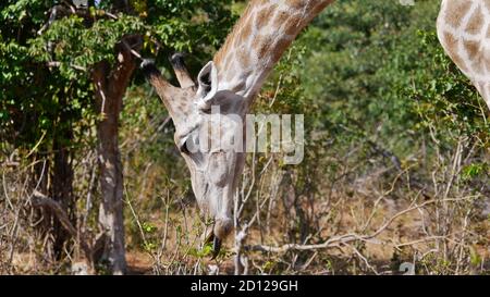 Grasende angolanische Giraffe (Giraffa camelopardalis angolensis, namibische Giraffe) pflückt ein grünes Blatt mit seiner Zunge im Chobe National Park, Botswana. Stockfoto