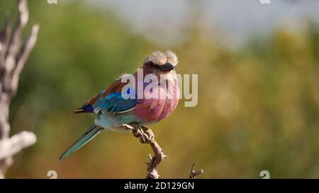 Farbenprächtiger Fliedervogel (coracias caudatus) mit wunderschönen violetten, blauen und türkisfarbenen Federn, die auf einem Ast eines toten Baumes stehen. Stockfoto