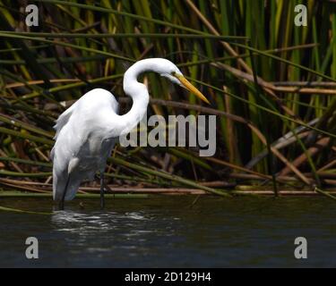 Ein toller Reiher (Ardea alba) Jagt am Schilf am Rande des Struve Slough In Kalifornien Stockfoto