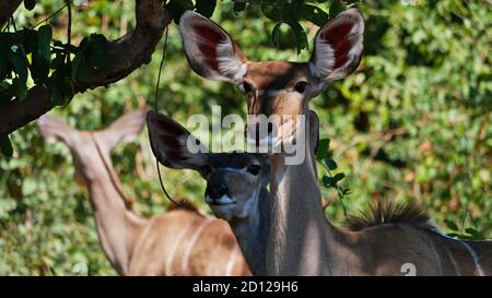 Nahaufnahme von zwei neugierigen Großkudu-Antilopen (tragelaphus strepsiceros), die im Schatten unter einem Baum im Chobe National Park, Botswana, stehen. Stockfoto