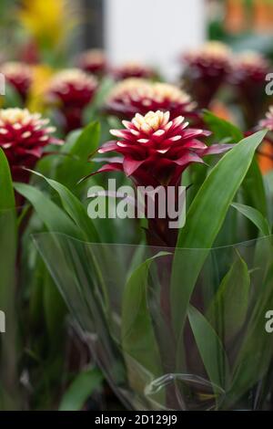 Guzmania Francesca Blossom, eine schöne blühende exotische epiphytische Pflanze. Eingetopfter Guzmania zum Verkauf, unprätentiöse Zimmerpflanze, vertikales Foto Stockfoto