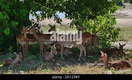 Herde von Impala-Antilopen (Aepyceros melampus), die während der Mittagshitze im Chobe National Park, Botswana, im Schatten unter einem Baum ruht. Stockfoto