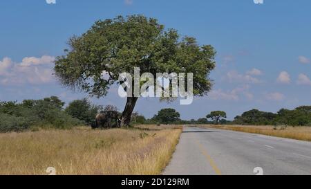 Afrikanische Elefanten (loxodonta) grasen unter großen Kameldornbaum (vachellia erioloba) in der Nähe der Hauptstraße zwischen Kasane und Nata in Kalahari. Stockfoto