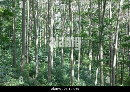 Sonnenstrahlen durch dicke Bäume Äste in dichten grünen Wald, Tschechische Republik Stockfoto