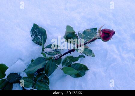 Schöne Rose mit Schnee bedeckt. Schnee liegt auf einer gefrorenen Rose. Stockfoto