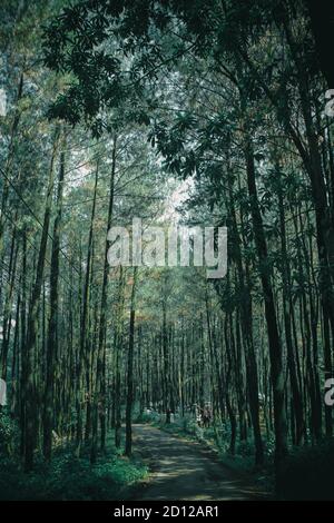 Weg im Wald Stockfoto