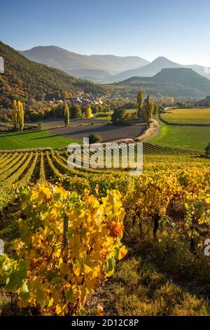 Weinberge, Weingut und Weinreben in den Hautes-Alpes mit dem Dorf Valserres im Herbst. Avance Valley, Europäische Alpen, Frankreich Stockfoto