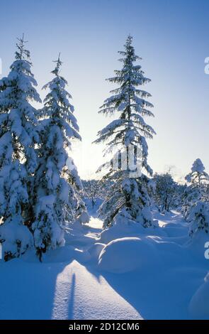 Geographie / Reisen, Österreich, Vorarlberg, Dornbirn, Winterwald, Additional-Rights-Clearance-Info-not-available Stockfoto