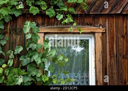 Altes haus von wilden Trauben im Herbst fallen. Stockfoto