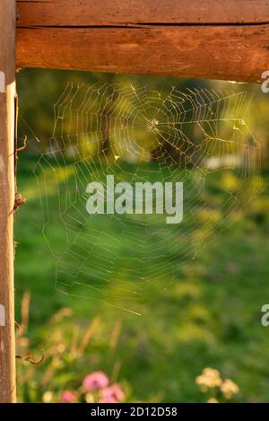 Goldenes Spinnennetz mit glitzerndem Morgentau im Grasland in der indischen Sommersaison. Nahaufnahme. Stockfoto