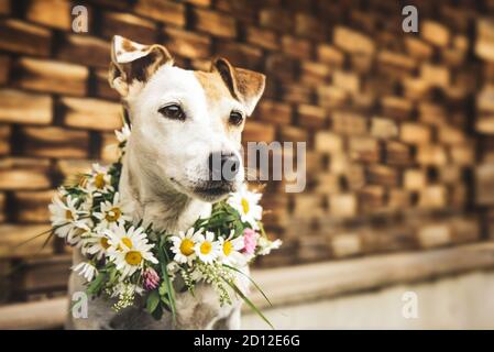 Schöner, romantischer Hund Jack Russel in einem Blumenkranz. Sommerkonzept Stockfoto