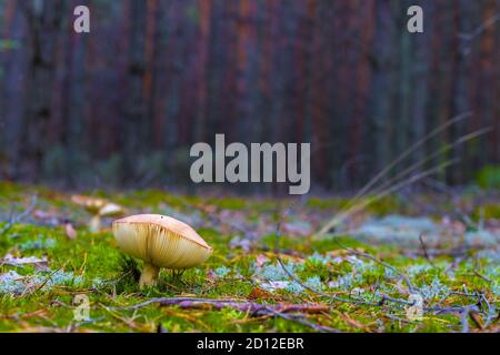 Der Lamellarpilz wächst im Mooswald. Schöne Jahreszeit Pflanze wächst in der Natur Stockfoto