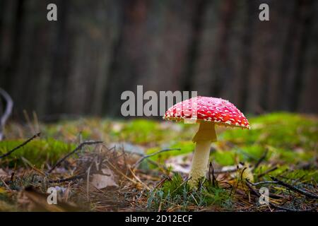 Pilzrote Fliege Agaric wächst im Wald. Schöne Jahreszeit Pflanze wächst in der Natur Stockfoto