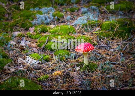 Pilzrote Fliege Agaric wächst im Moos. Schöne Jahreszeit Pflanze wächst in der Natur Stockfoto