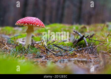 Pilzrote Fliege Agaric wächst im Holz. Schöne Jahreszeit Pflanze wächst in der Natur Stockfoto