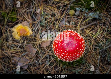 Rote Fliege Agaric Hut wächst im Wald. Schöne Jahreszeit Pflanze wächst in der Natur Stockfoto