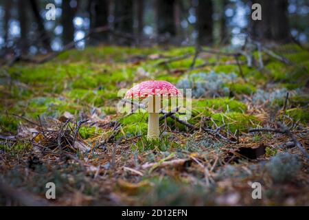 Rotfliege Agaric Pilz wächst im Wald. Schöne Jahreszeit Pflanze wächst in der Natur Stockfoto