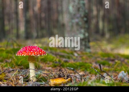 Roter Fliege Agaric Pilz wächst. Schöne Jahreszeit Pflanze wächst in der Natur Stockfoto