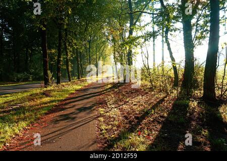 Die Sonne wirft ihre Lichtstrahlen durch das Laub von Eichen. Gefallene Blätter auf dem Weg. Neben der Straße ist eine Fahrradstraße. Herbst. Frisches Grün Stockfoto