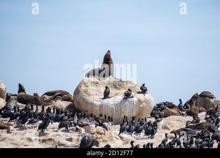 Kappelzrobben und Kormorane auf Seal Island in False Bay, Südafrika Stockfoto