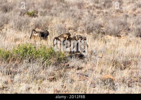 Chacma Paviane auf der Nahrungssuche in der Savanne Südafrikas Stockfoto
