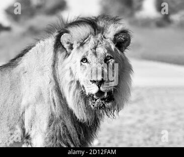 Ein schwarzmähiger Löwe in der Kalahari, Südafrika Stockfoto