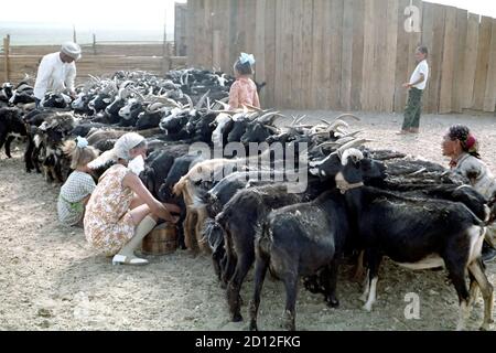 Eine Familie mongolischer Araten melkt ihre Ziegen, Foto aus dem Jahr 1977 - nur für redaktionelle Verwendung Stockfoto