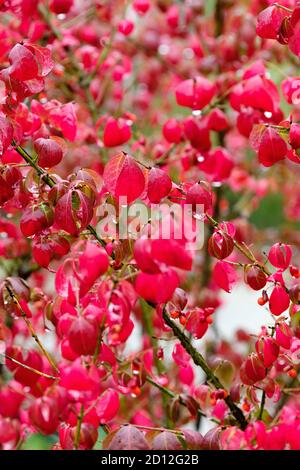 Euonymus alatus, geflügelte Spindel, geflügelter Euonymus oder brennender Busch. Violett-rote Früchte mit orangefarbenen Samen, rot/lila Herbstfärbung Stockfoto