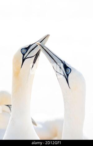 Bei sanftem Licht begrüßen zwei Nordgannets-Köpfe nach der Landung Stockfoto