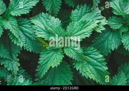 Gewöhnlicher Brennnesselbusch im Freien. Urtica dioica. Brennnesselpflanze. Konzept der Kräutermedizin. Laub grün Hintergrund. Blattmuster Stockfoto